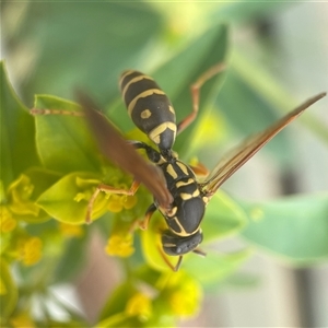 Polistes (Polistes) chinensis at Fyshwick, ACT - 9 Nov 2024