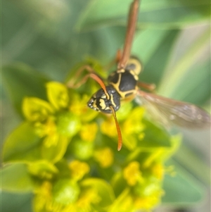 Polistes (Polistes) chinensis at Fyshwick, ACT - 9 Nov 2024