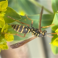 Polistes (Polistes) chinensis at Fyshwick, ACT - 9 Nov 2024 03:05 PM