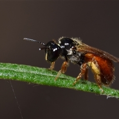 Exoneura sp. (genus) (A reed bee) at Jerrabomberra, NSW - 9 Nov 2024 by DianneClarke