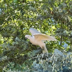 Cacatua galerita (Sulphur-crested Cockatoo) at Holt, ACT - 9 Nov 2024 by JimL