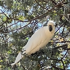 Cacatua galerita at Holt, ACT - 9 Nov 2024