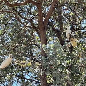 Cacatua galerita at Holt, ACT - 9 Nov 2024