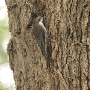 Cormobates leucophaea at Nangus, NSW - 3 Nov 2024