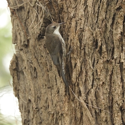 Cormobates leucophaea (White-throated Treecreeper) at Nangus, NSW - 3 Nov 2024 by SimoneC