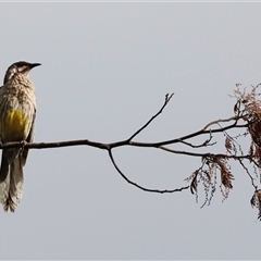 Anthochaera carunculata (Red Wattlebird) at Fyshwick, ACT - 8 Nov 2024 by JimL