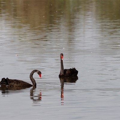 Cygnus atratus (Black Swan) at Fyshwick, ACT - 8 Nov 2024 by JimL