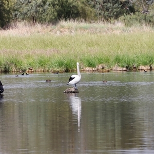 Pelecanus conspicillatus at Fyshwick, ACT - 9 Nov 2024 08:54 AM