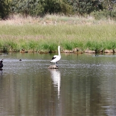 Pelecanus conspicillatus at Fyshwick, ACT - 9 Nov 2024