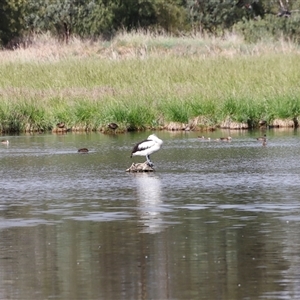 Pelecanus conspicillatus at Fyshwick, ACT - 9 Nov 2024 08:54 AM