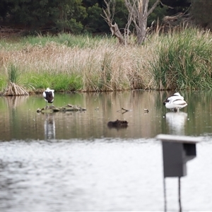 Pelecanus conspicillatus at Fyshwick, ACT - 9 Nov 2024 08:54 AM