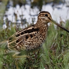 Gallinago hardwickii (Latham's Snipe) at Fyshwick, ACT - 9 Nov 2024 by JimL