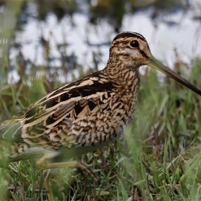 Gallinago hardwickii (Latham's Snipe) at Fyshwick, ACT - 8 Nov 2024 by JimL