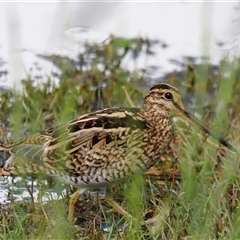 Gallinago hardwickii at Fyshwick, ACT - 9 Nov 2024