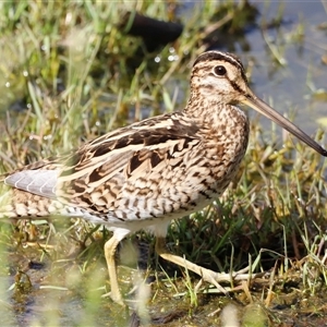 Gallinago hardwickii at Fyshwick, ACT - suppressed