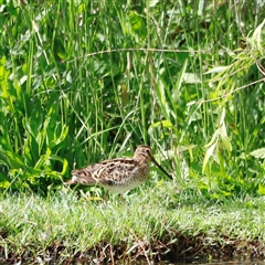 Gallinago hardwickii at Fyshwick, ACT - 9 Nov 2024