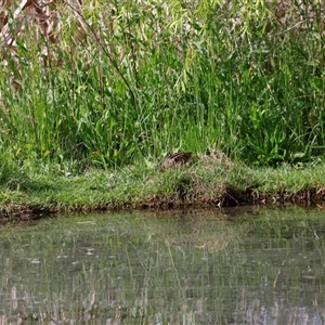 Gallinago hardwickii at Fyshwick, ACT - 9 Nov 2024