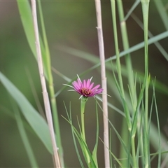 Tragopogon porrifolius (Salsify, Oyster Plant) at Fyshwick, ACT - 8 Nov 2024 by JimL