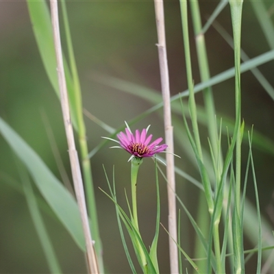 Tragopogon porrifolius (Salsify, Oyster Plant) at Fyshwick, ACT - 9 Nov 2024 by JimL