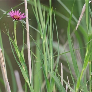 Tragopogon porrifolius at Fyshwick, ACT - 9 Nov 2024 08:21 AM