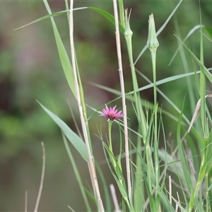 Tragopogon porrifolius at Fyshwick, ACT - 9 Nov 2024 08:21 AM