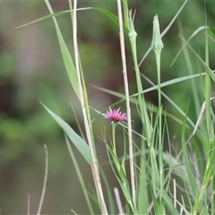 Tragopogon porrifolius at Fyshwick, ACT - 9 Nov 2024 08:21 AM