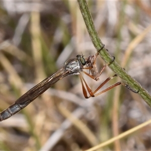 Leptogaster sp. (genus) at Karabar, NSW - 9 Nov 2024 11:43 AM