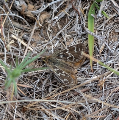 Synemon plana (Golden Sun Moth) at Lawson, ACT - 9 Nov 2024 by mroseby