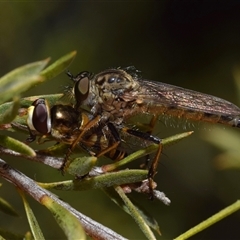 Cerdistus sp. (genus) (Slender Robber Fly) at Jerrabomberra, NSW - 9 Nov 2024 by DianneClarke