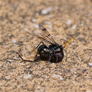 Fabriogenia sp. (genus) at Harrison, ACT - 9 Nov 2024