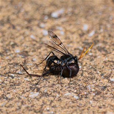 Fabriogenia sp. (genus) (Spider wasp) at Harrison, ACT - 9 Nov 2024 by DPRees125