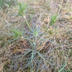 Eryngium ovinum (Blue Devil) at Lawson, ACT - 9 Nov 2024 by mroseby