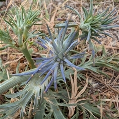 Eryngium ovinum at Lawson, ACT - 9 Nov 2024 04:56 PM