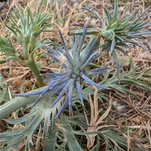 Eryngium ovinum at Lawson, ACT - 9 Nov 2024