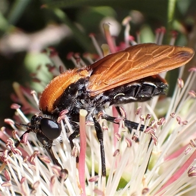 Pelecorhynchus fulvus (Orange cap-nosed fly) at Murrumbateman, NSW - 9 Nov 2024 by SimoneC