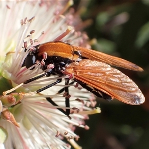 Pelecorhynchus fulvus at Murrumbateman, NSW - 9 Nov 2024