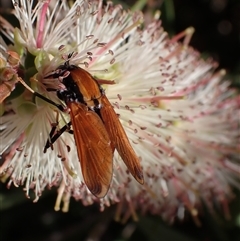 Pelecorhynchus fulvus at Murrumbateman, NSW - 9 Nov 2024