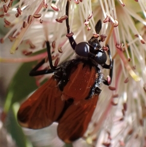 Pelecorhynchus fulvus at Murrumbateman, NSW - 9 Nov 2024