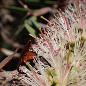 Pelecorhynchus fulvus at Murrumbateman, NSW - 9 Nov 2024