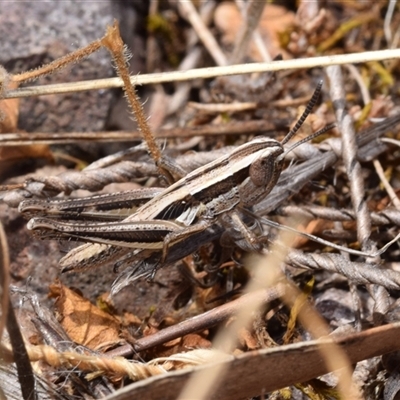 Macrotona australis (Common Macrotona Grasshopper) at Jerrabomberra, NSW - 9 Nov 2024 by DianneClarke