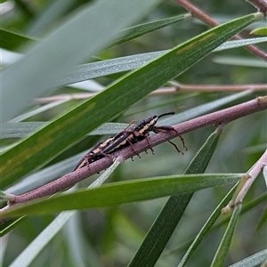 Rhinotia sp. (genus) at Mount Kembla, NSW - 9 Nov 2024 06:25 PM