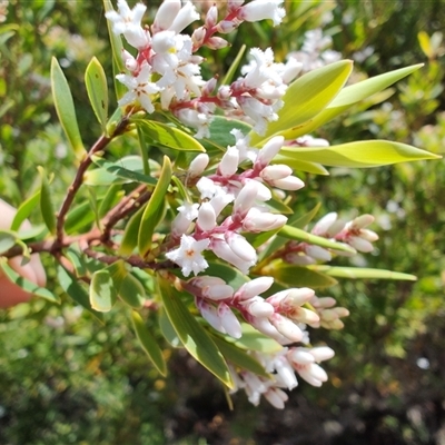 Leucopogon affinis (Lance Beard-heath) at West Coast, TAS - 8 Nov 2024 by LyndalT