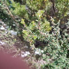 Leucopogon affinis at West Coast, TAS - 8 Nov 2024