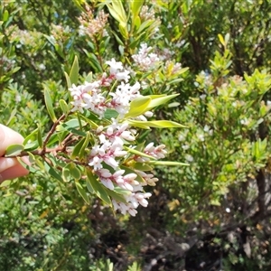 Leucopogon affinis at West Coast, TAS - 8 Nov 2024