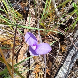 Patersonia fragilis at West Coast, TAS - 8 Nov 2024 03:04 PM