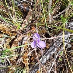 Patersonia fragilis at West Coast, TAS - 8 Nov 2024 03:04 PM