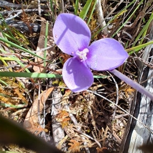 Patersonia fragilis at West Coast, TAS - 8 Nov 2024 03:04 PM