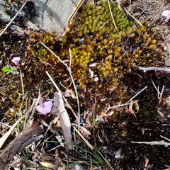 Utricularia sp. at West Coast, TAS - 8 Nov 2024 by LyndalT