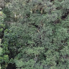 Eucryphia lucida at Corinna, TAS - 8 Nov 2024