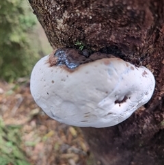 Unidentified Underside smooth or wrinkled/roughened <Stereum etc> at Strahan, TAS - 9 Nov 2024 by LyndalT